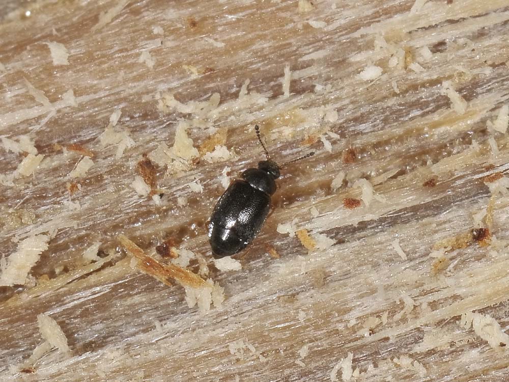 Proteinus sp., Staphylinidae